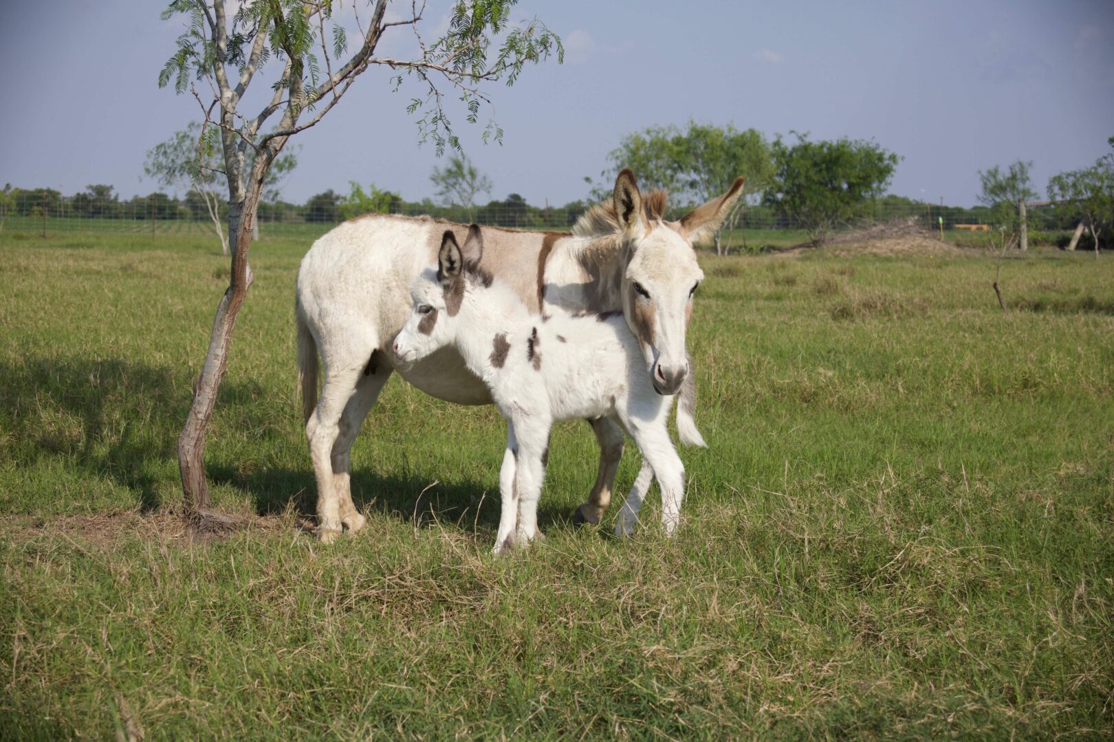 Donkey Friends