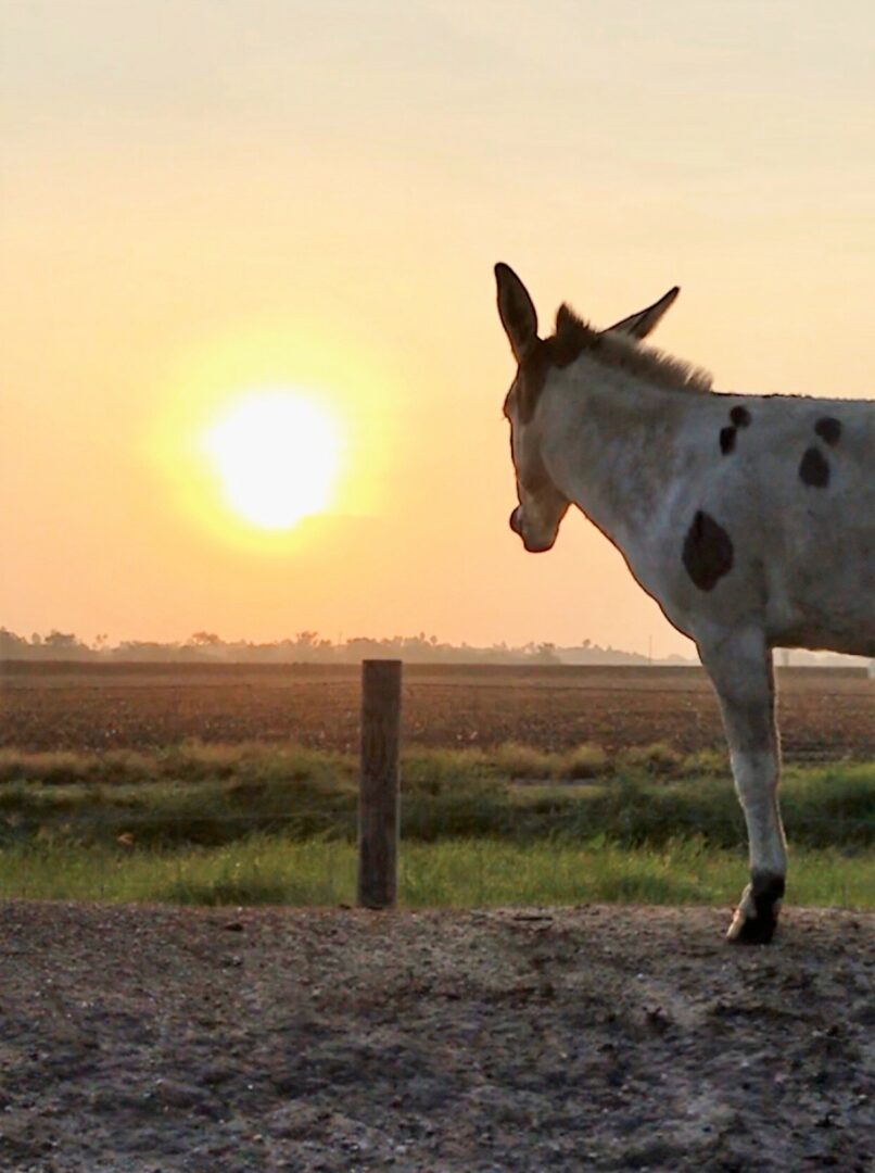 Donkey Friends