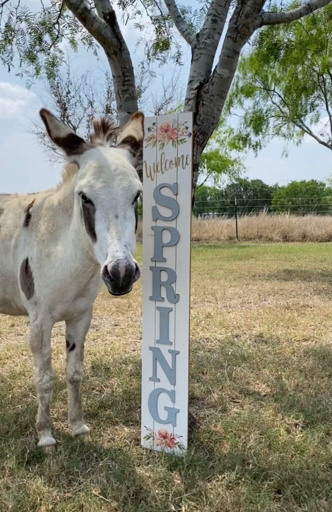 Donkey Friends