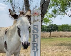 Donkey Friends