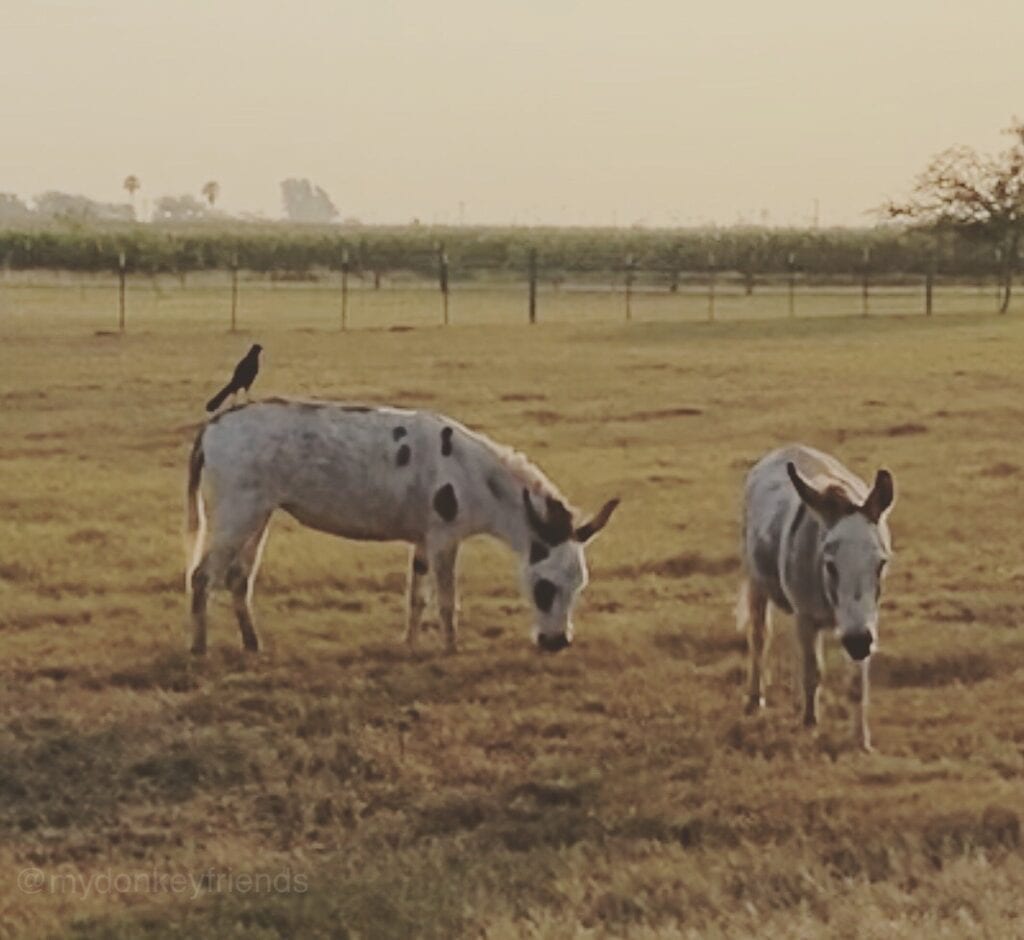 Donkey Friends