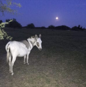 Donkey Friends