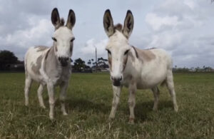 Donkey Friends