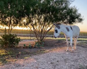 Donkey Friends