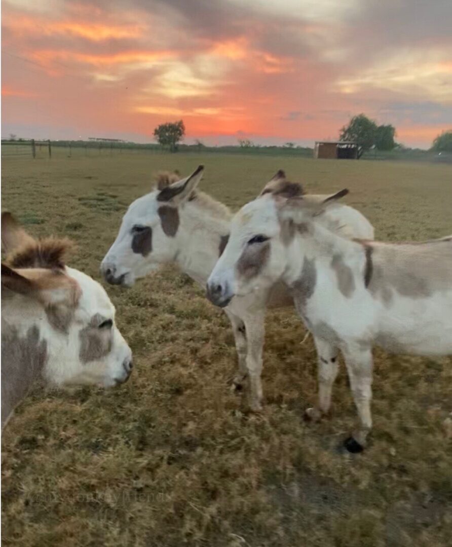 Donkey Friends