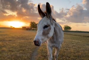 Donkey Friends