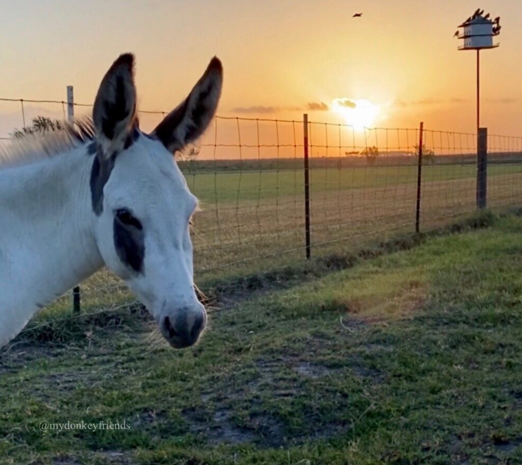 Donkey Friends