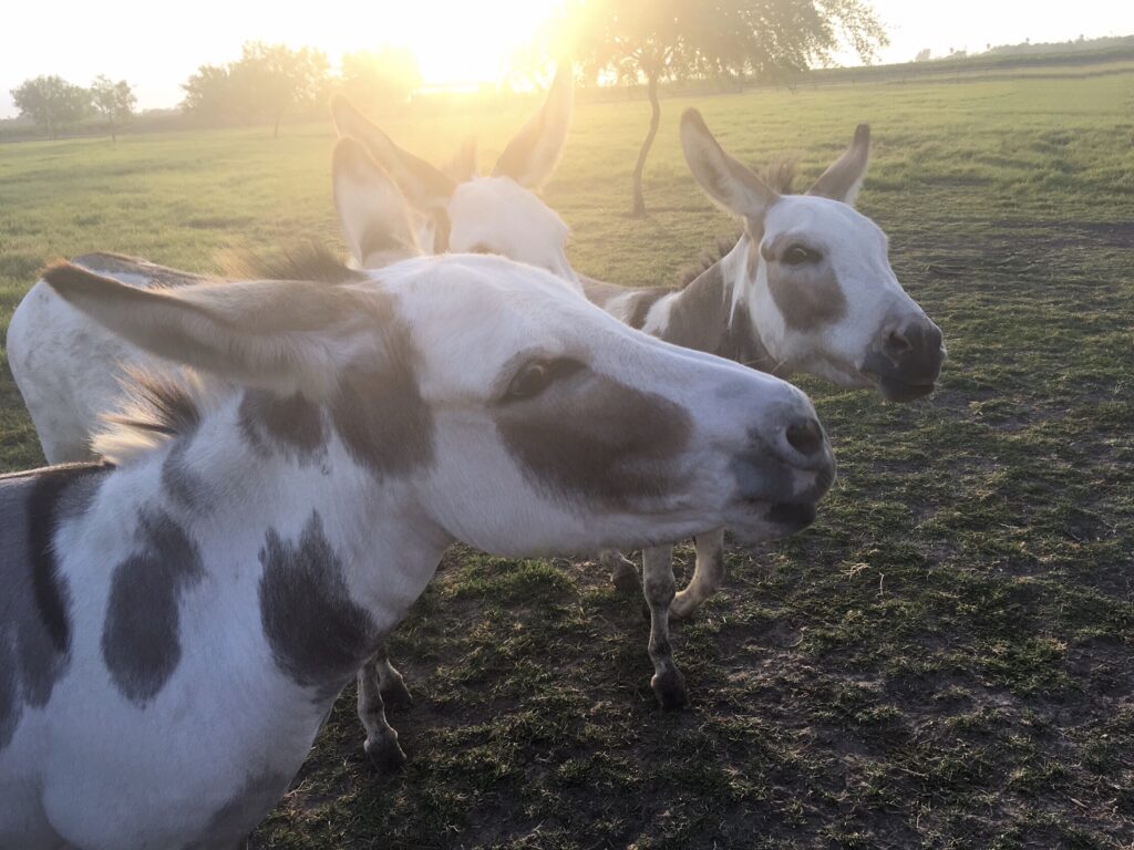 Donkey Friends