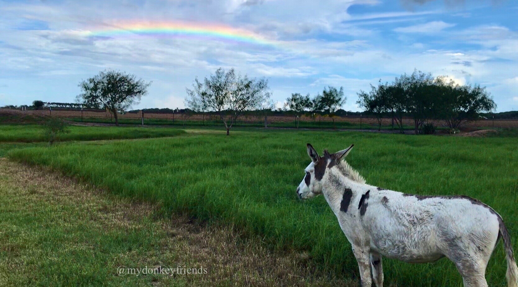 Donkey Friends