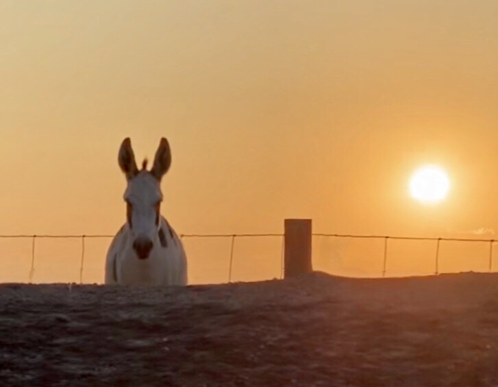 Donkey Friends